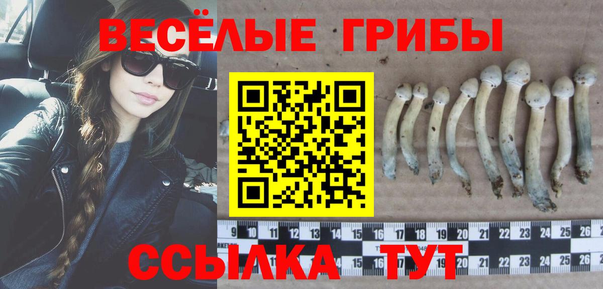 Зеленогорск  Псилоцибиновые грибы GOLDEN TEACHER  Псилоцибиновые грибы GOLDEN TEACHER  купить наркоту  Вход с VPN 